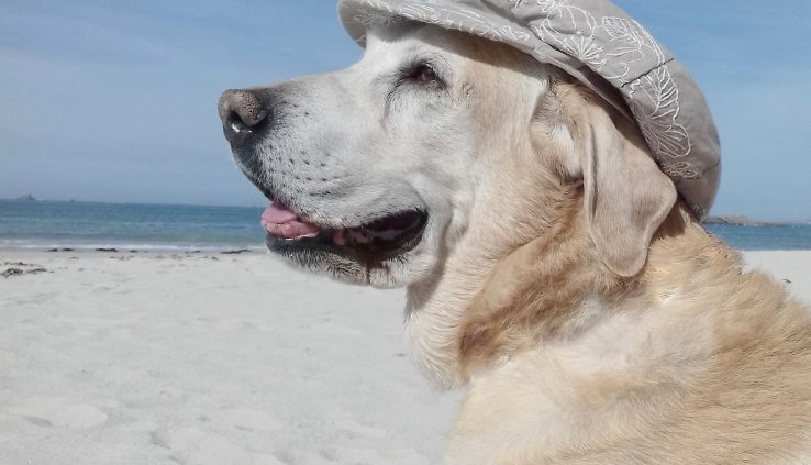 Feriendomizile mit Hund in St. Peter-Ording - Ferienwohnungen und Ferienhäuser für die Herbstferien mit Hund